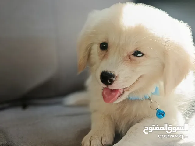 سوبر مني بو ..