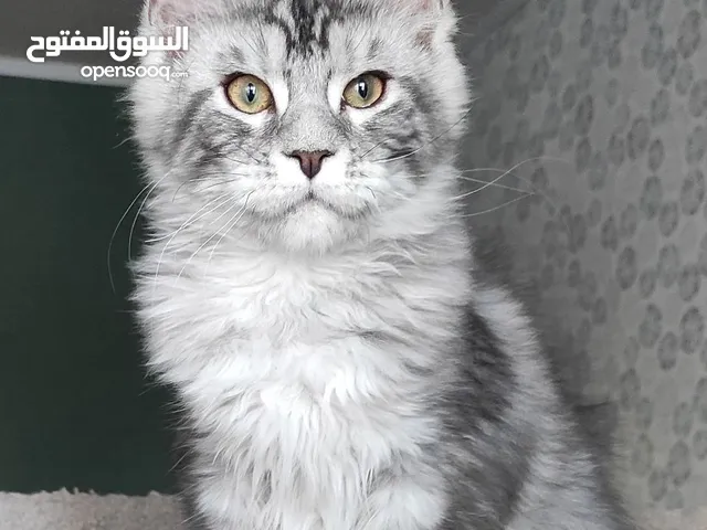 Mainecoon kittens free forever adoption