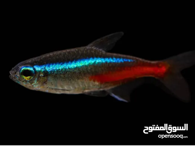 All types of freshwater fish