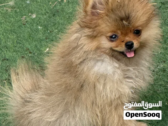 ذكر بومارين