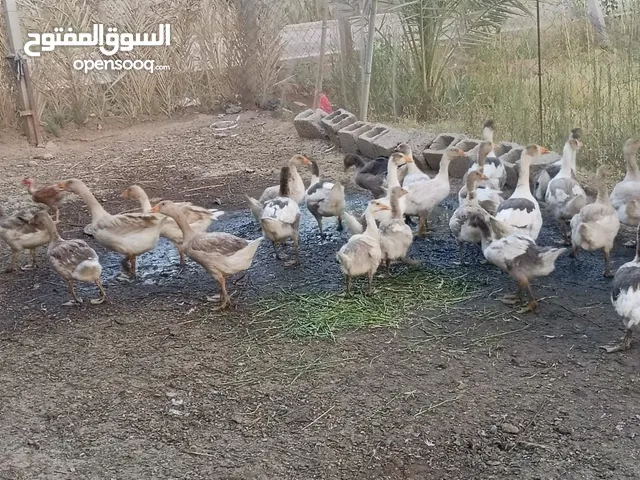 بط للبيع إنتاج هاذا العام