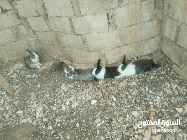 ارانب بلدية شغالة 5 أنثى و1ذكر شغالات مية بالمية