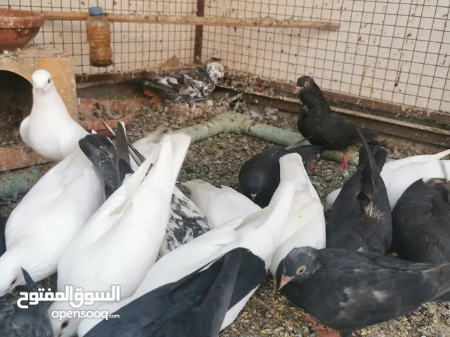 حمام للبيع : نوعين كويتي+ صنعاوي صوت
