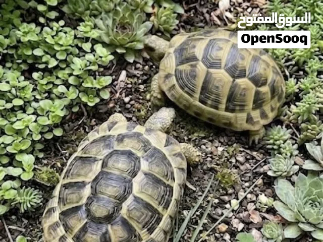 سلاحف برية أليفه جداً حجم كفة اليد