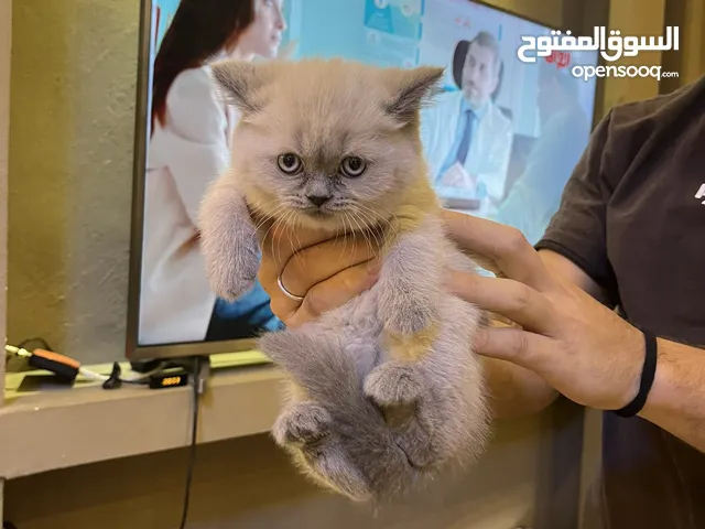 بسة هامالايا العمر شهرين للبيع