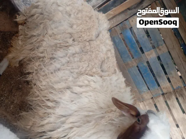 فطيما الله يبارك عمر سنه وشويه