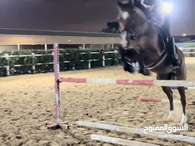 Jumping mare kids/beginner friendly