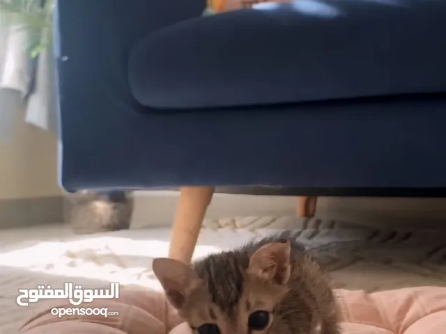 Kitten looking for adoption