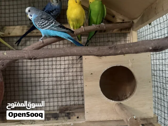 ازواج منتجه