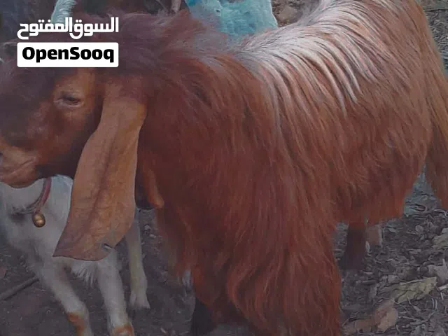 بسم الله الرحمن الرحيم  تيس ثني