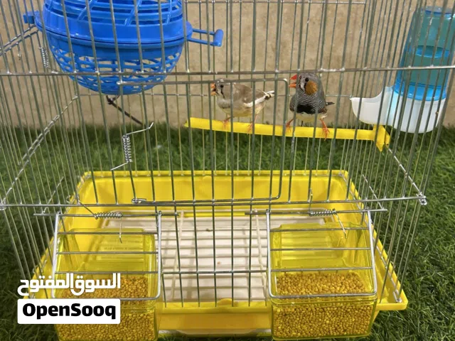 عصافير جنة  مع كامل اغراضهم للبيع