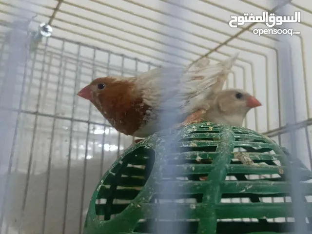 موجود جواز جنه هاف اورنج الجوز 15 جوز جنه فل اورنج ازبل 20