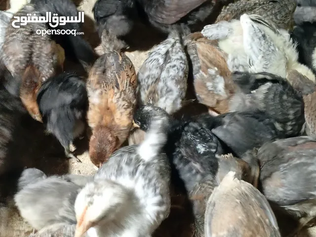 صوص جاج بلدي للبيع