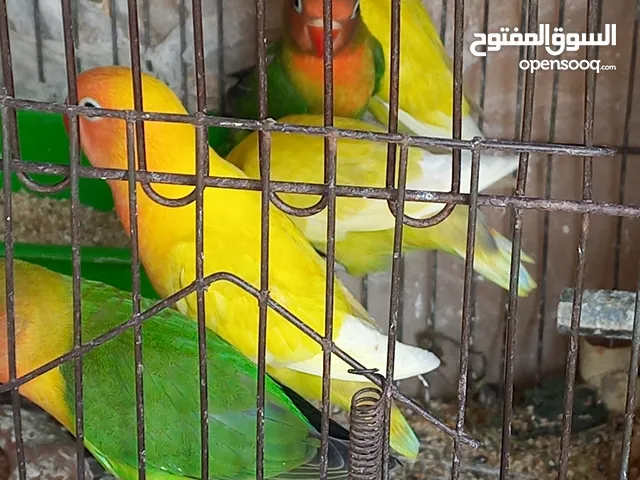 فيشر وروز لاتيني شبابات وشغالين أصناف عاليه