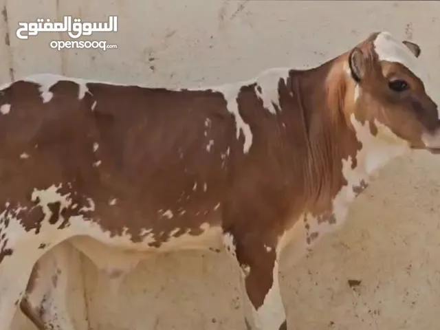 اقرا الوصف تحت بيع اوفر من صلاله عجال صغار وكبار وابقار حليب وسمن الدار عماني وجعدان وغنم
