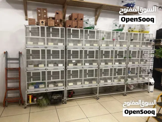 زوز سلاكات شبه صفار