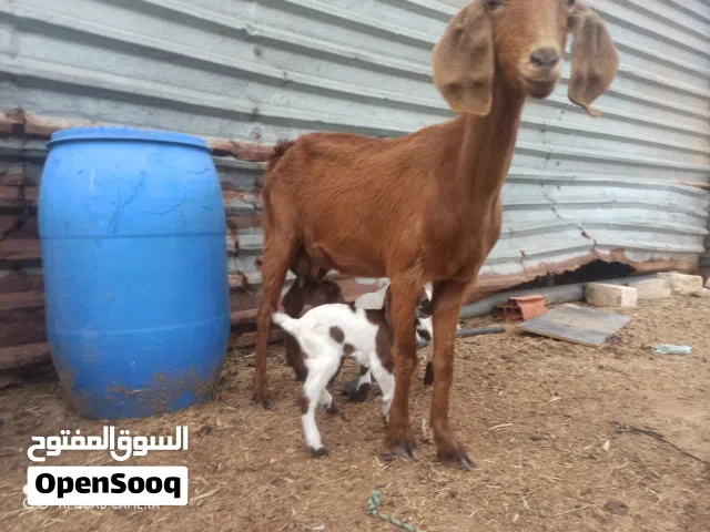 عنز شامية متاومة