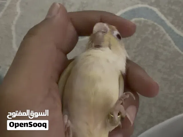 كنيور أليف حمامة ولون نادر مون جيك