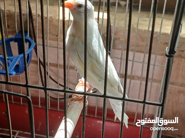 مخلف كنار ابيض صافي نخب