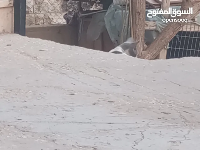حمام للبيع 200 شيقل