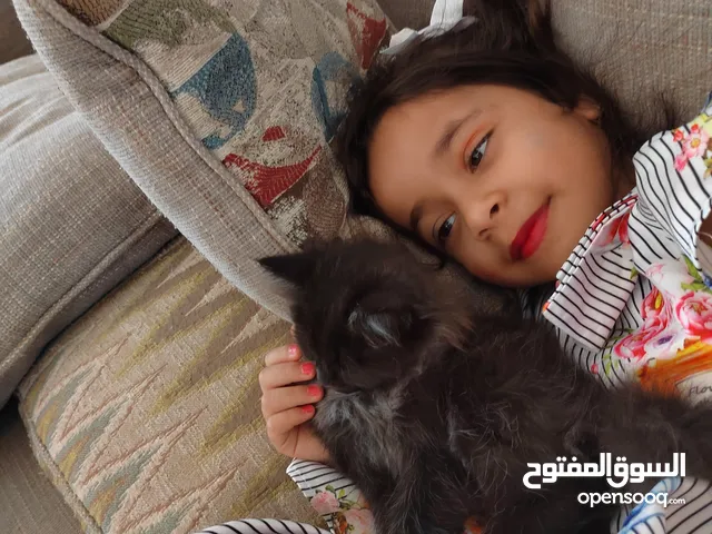 قطط ذكر شيرازي للبيع