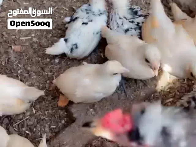 زوج فروجات اسباني للبيع