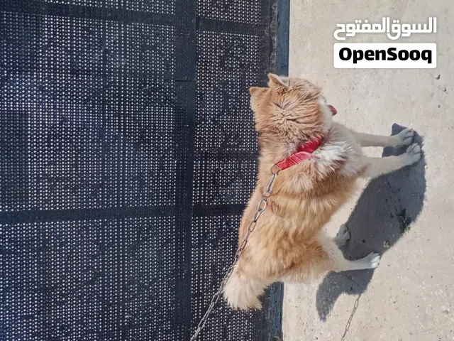 كلبة هسكي بيور  للبيع  او للبدل  على  ذكر  السعر قابل للتفاوض