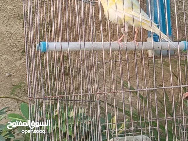 طيره مفتله للبيع