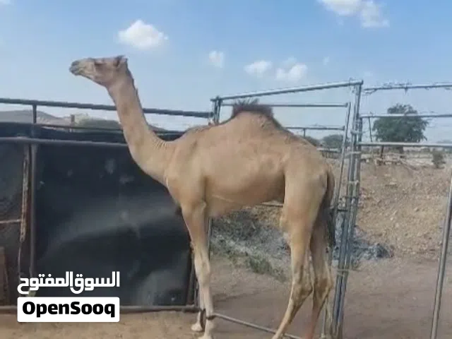 للبيع قعود لقي سمين