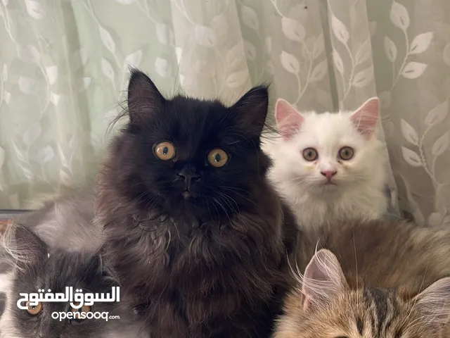 قطط جميله شيرازيه اصليه للبيع العمر شهرين ونص
