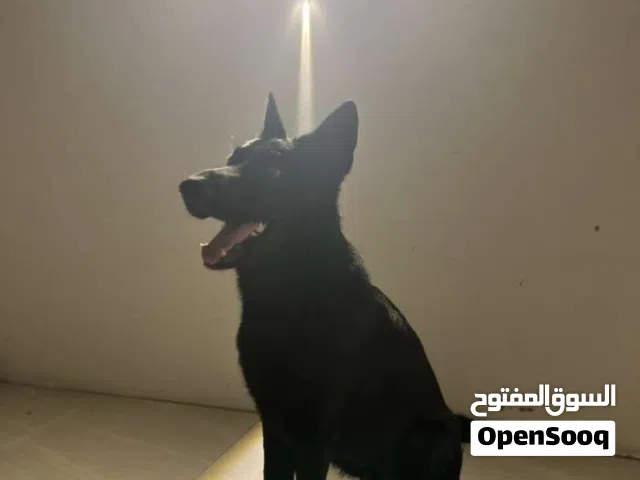 بيع كلب جيرمن اصل