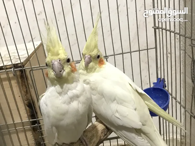جوز كوكتيل لاتينو بدايه شغل