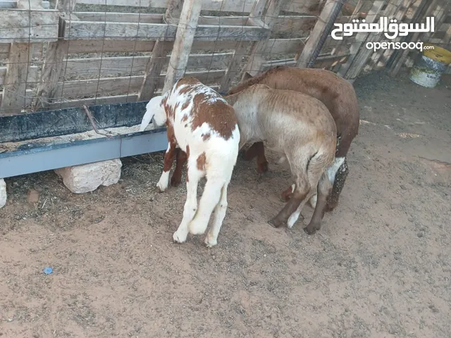السلام عليكم 2 خرفان و فاطيم للبيع نطيف خالي من عيوب