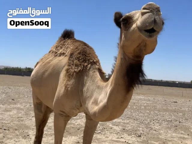 ناقة عرضه مدني باطنيه
