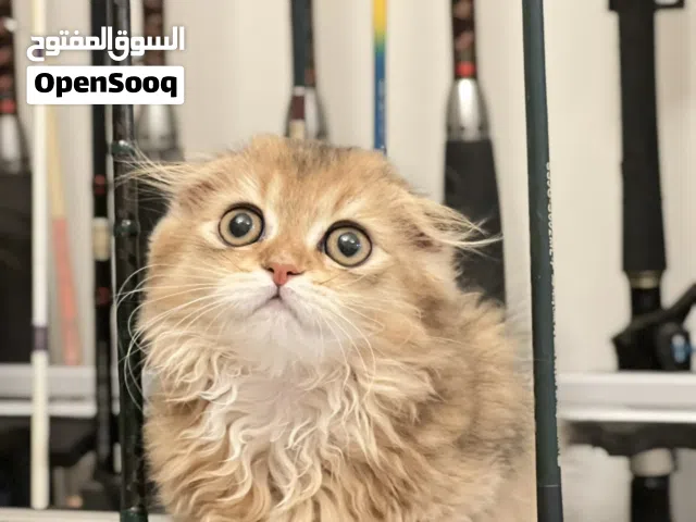 British Longhair Chinchilla mixed with Scottish Fold