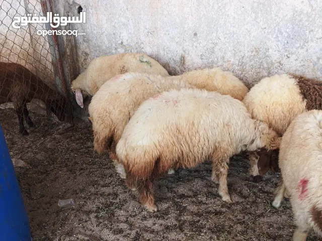 خرفان ذبيح للبيع بلدي إنتاج قطر سوري