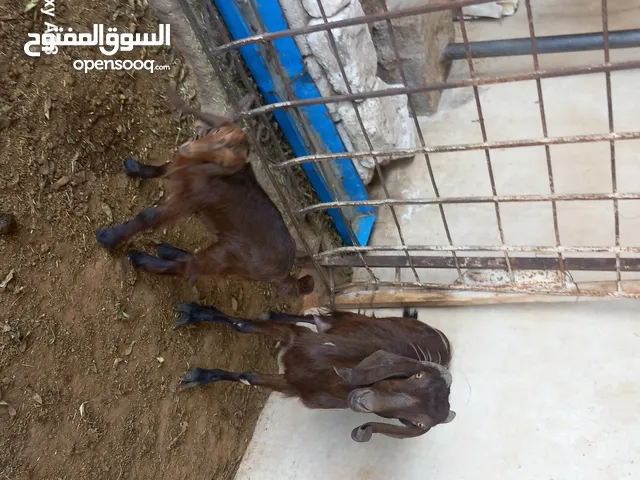 ماعز للبيع الله يبارك