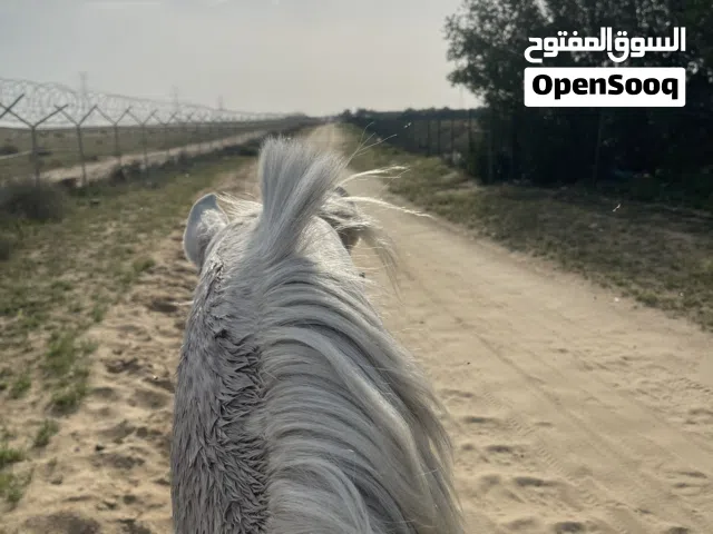 خيل للأجار اليومي
