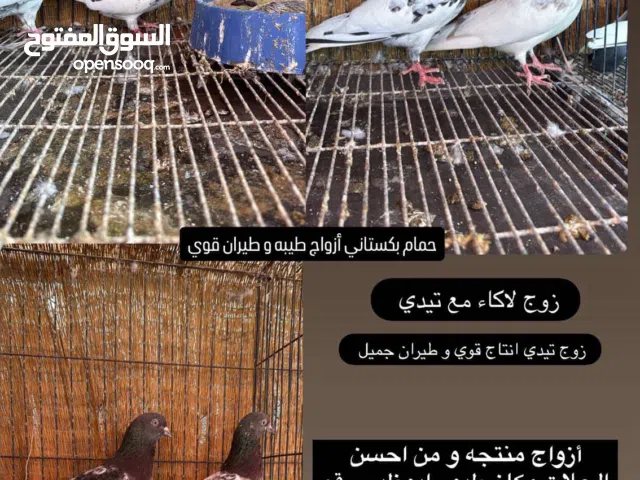 حمام بكستاني طيور حلوه و جميله و امجربه و انتاجه طيران قوي