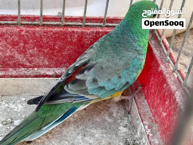 فحل براكيت (رد رامبر)