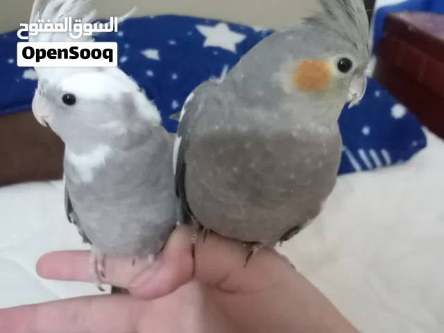 جوز ببغاءات كوكتيل ذكر وايت فيس انثى رمادي بالكامل مع قفصهم الاثنين اليفين ومروضين