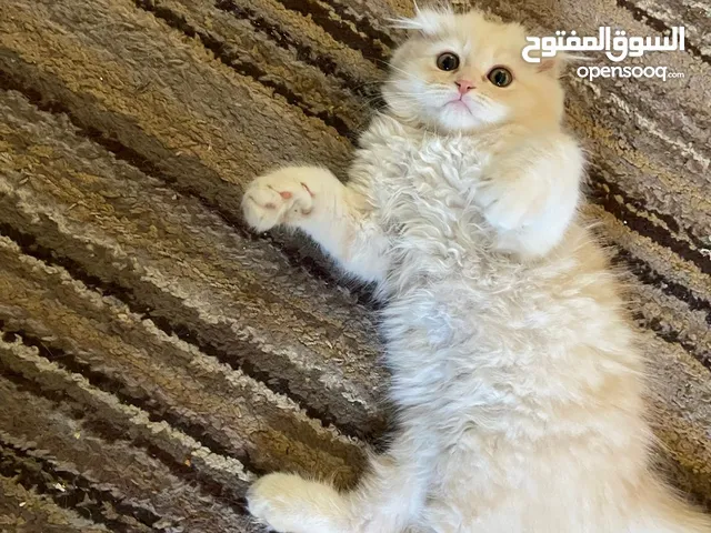 قط سكوتش شهرين
