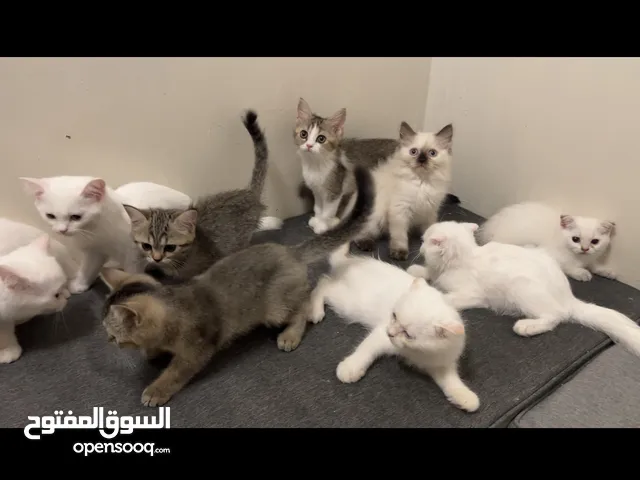 قطط تربية بيت