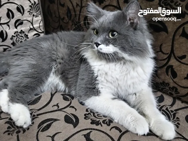 قط للبيع النوع سيبيري هجين/مبندق