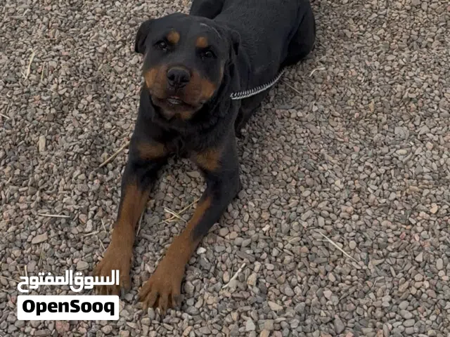 لمحبي التميز والفخامه