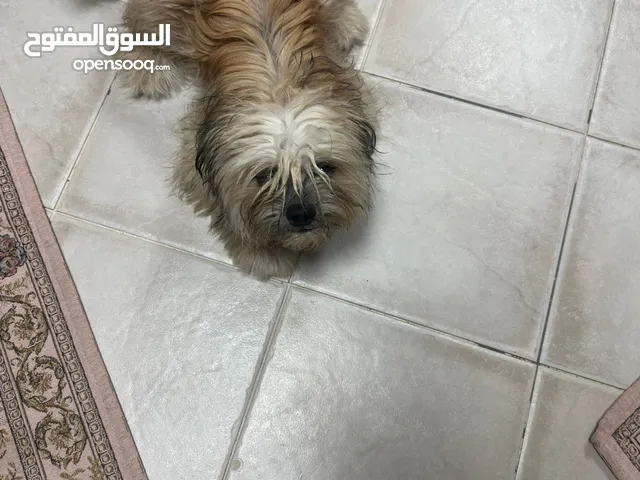 كلب نوع شيتوزو عمر 6 شهور للتبني