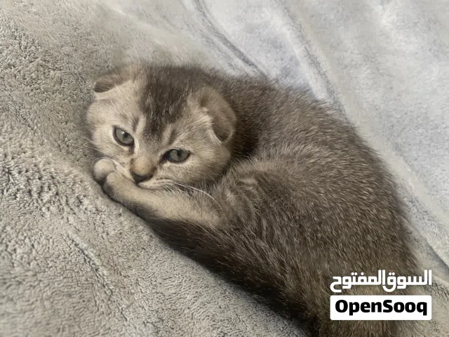 شكوتش فولد بيور أثنى شهرين