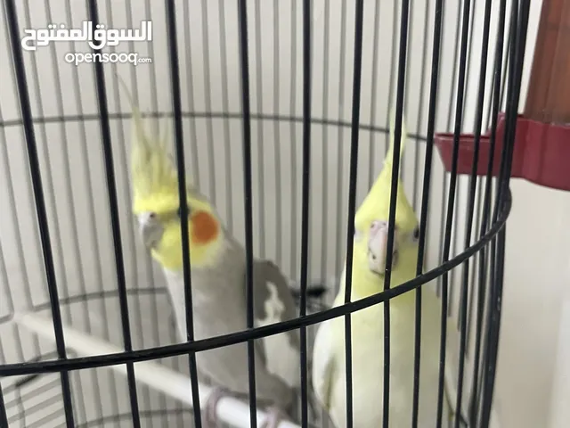 جوز كوكتيل للبيع