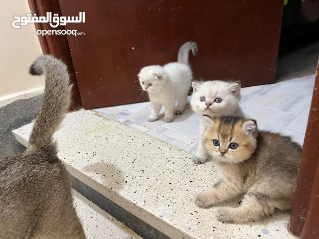 قطط سكوتيش فولد للبيع