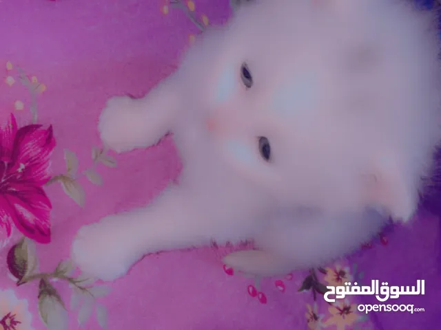 قططط شيرازي البيع